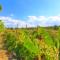 The Vines