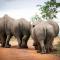 Elephants Crossing - Welgevonden Vadrezervátum