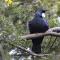 Kaka Retreat Motel, Stewart Island