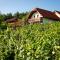 Vineyard Cottage Lustek