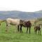 Fairbairn Guest Farm