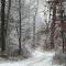 ČAROBNA ŠUMA ***(magic forest)