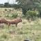 Moletani Game Ranch - Atoom