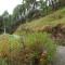 Aagaman Woods Homestay - Shimla