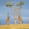 Kwetu Guest Farm