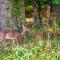Majestic View - Master Unit - Sevierville