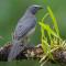 Arte de Plumas birding lodge - Cartago