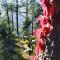 Shimla Pines Homestay