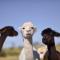 Glenview Alpaca Farm
