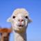 Glenview Alpaca Farm