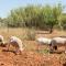 Finca Can Pereta by Mallorca House Rent