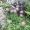 Distel - Ritzingen