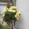 Distel - Ritzingen