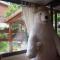 L'Ours Blanc photo 14