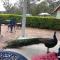 Girraween Country Inn