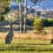 Marigold Cottage, A Blue Mountains Oasis- Spacious, Views & Kangaroos - Little Hartley