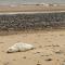Driftwood WINTERTON VALLEY ESTATE Dog Friendly
