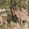 Etosha Safari Campsite