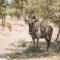 Etosha Safari Campsite