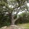 Century Oak House - Spring Branch