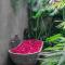 Bajalo Cottage Canggu - Adults only