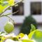 Wein und Landhaus Kallfels