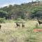 Moletani Game Ranch - Atoom