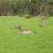 Karri Valley Chalets