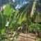 sweet home phangan