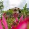 Taorayiná nature lodge- immersed in the forest - 埃尔扎伊诺