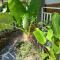 sweet home phangan n5