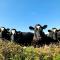 Doonbeg Holiday Cottages