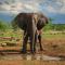 Nungubane Game Lodge - 威尔吉旺登禁猎区
