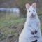 Bruny Island Holiday Park