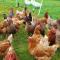 Bastle Retreats Farm Cottage