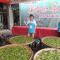 Dong Li Tea Homestay