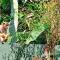 Villa Senan - 2 Apartments - Mirissa