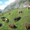 La Ferme du Grand Paradis