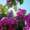 Boutique Guest Accommodation Zephyrus