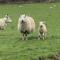 The Old Milking Parlour - Llandovery