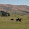 Shearvue Farmstay with Optional Free Farm Experience at 5pm - Fairlie