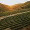 Gillham Vineyard Hotel