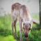 Beautiful rural experience with reindeer - Tervola