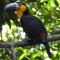 Aruá Observação de Vida Silvestre