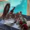Kenya Comfort Suites