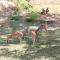 Organic farm Wish Prabha lake view homestay