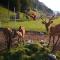 HOTEL CARPATHIA