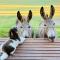 Sandalwood Downs Fabulous Farm Stay TOODYAY