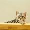 Cat Story Hotel