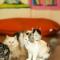 Cat Story Hotel